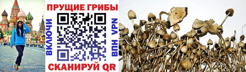 Псилоцибиновые грибы Psilocybine cubensis  Купить где  Безенчук 